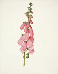 PD.101-1973f.50 revebjelle (Digitalis purpura) (wc og gouache på vellum)